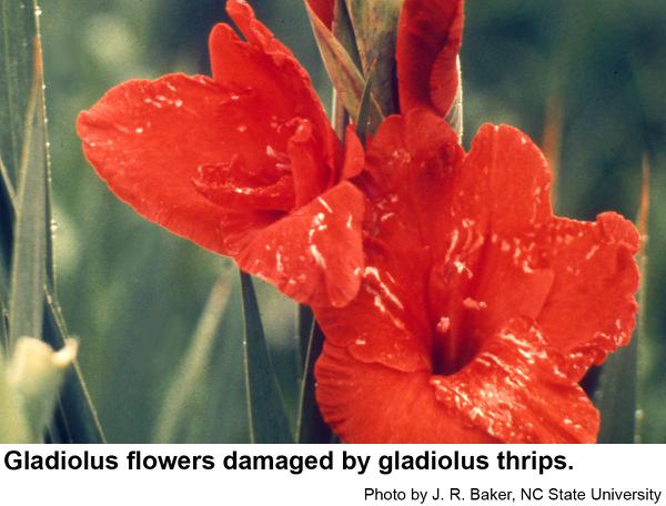 Gladiolus thrips disfigure the flowers of gladiolus